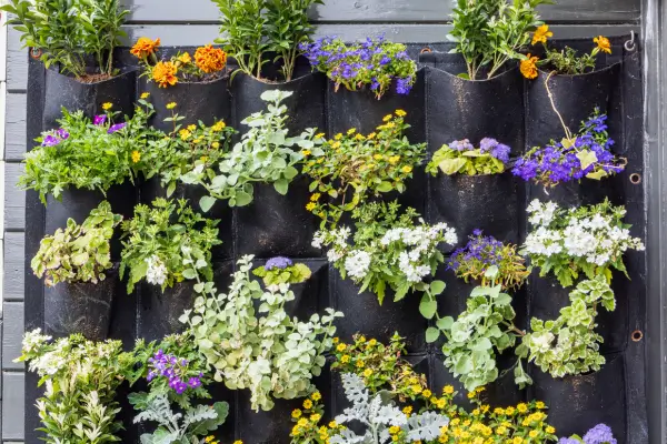 Plantas Aromáticas para Jardinagem Vertical: Beleza e Perfume ao Alcance dos Seus Olhos