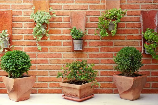 Verde em Altura: Conheça as Melhores Plantas para Jardinagem Vertical Interna